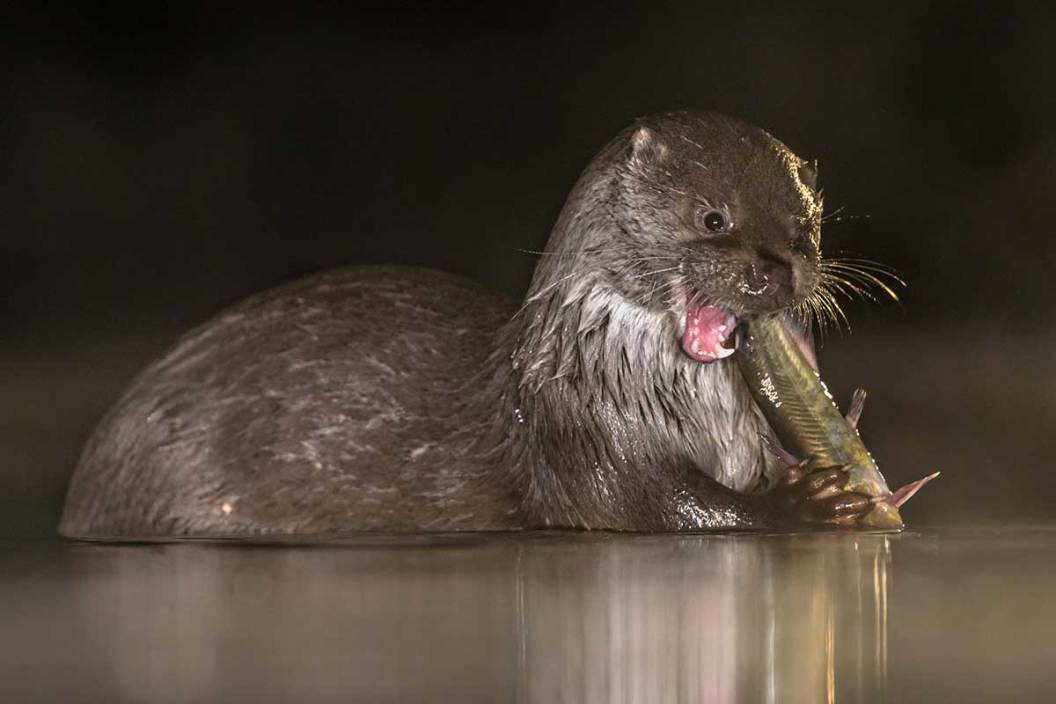 River otter eating a small fish