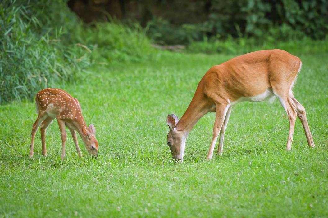 Whitetail doe and her fawn graze in some grass.