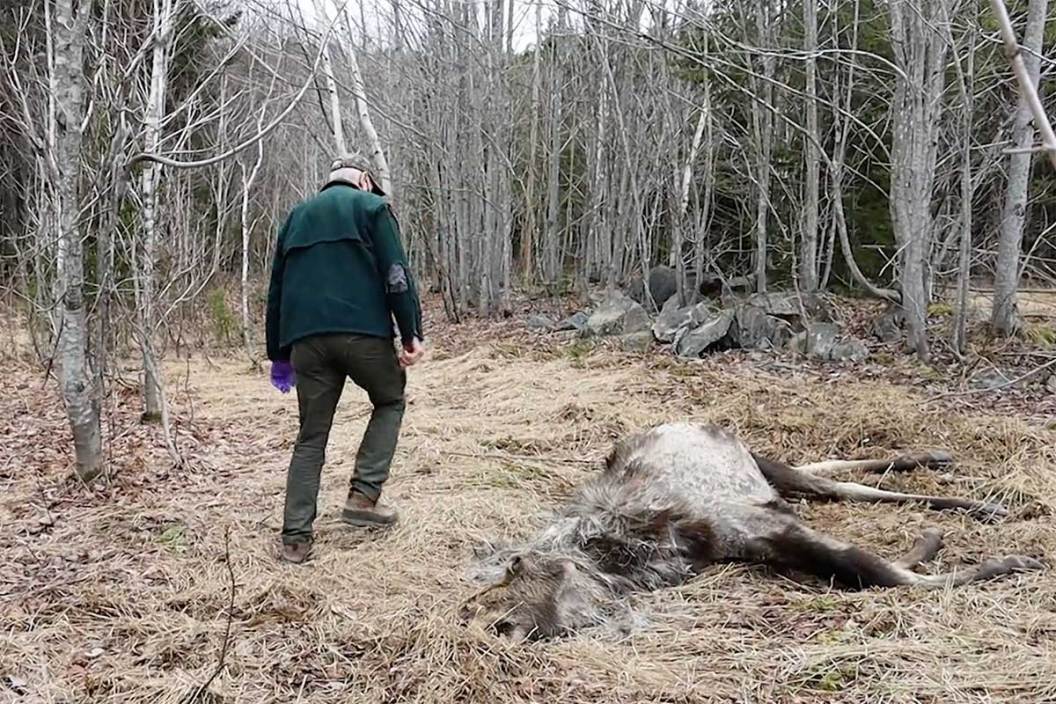 Ghost Moose: Animal Deaths in Maine Are Increasing Thanks to Ticks