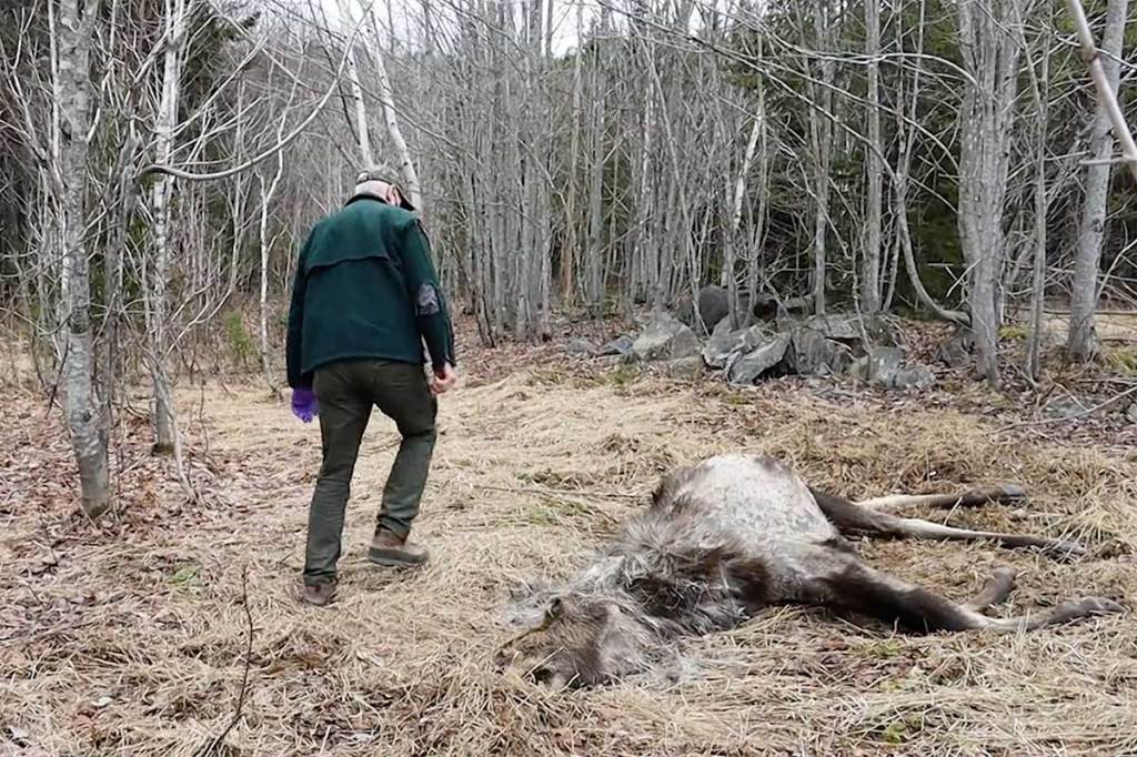 Ghost Moose Animal Deaths in Maine Are Increasing Thanks to Ticks