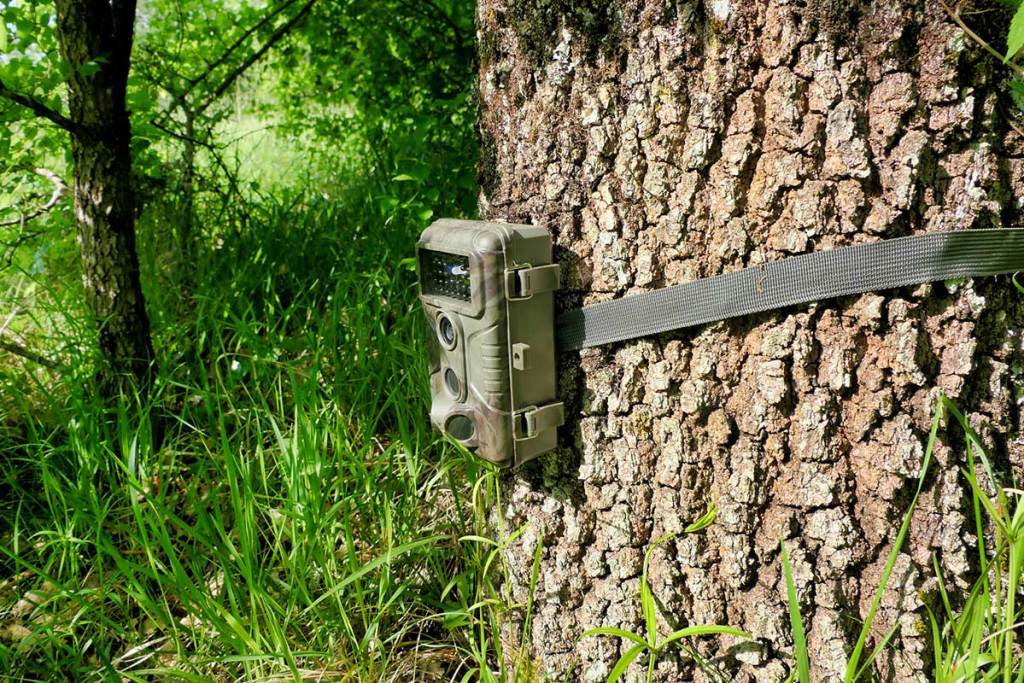 A trail camera hangs on a tree in the woods