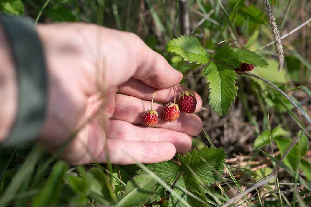 A man's hand picking wild strawberries
