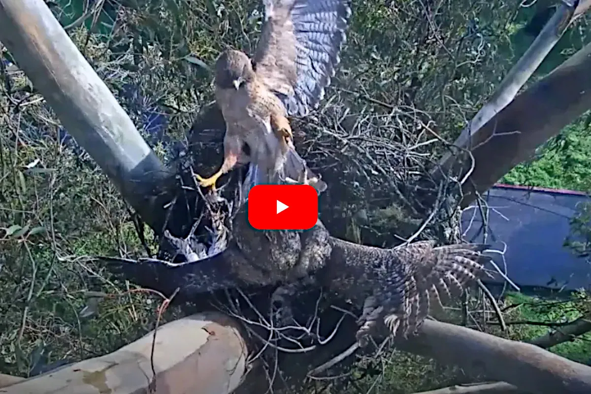 Hawk vs Owl