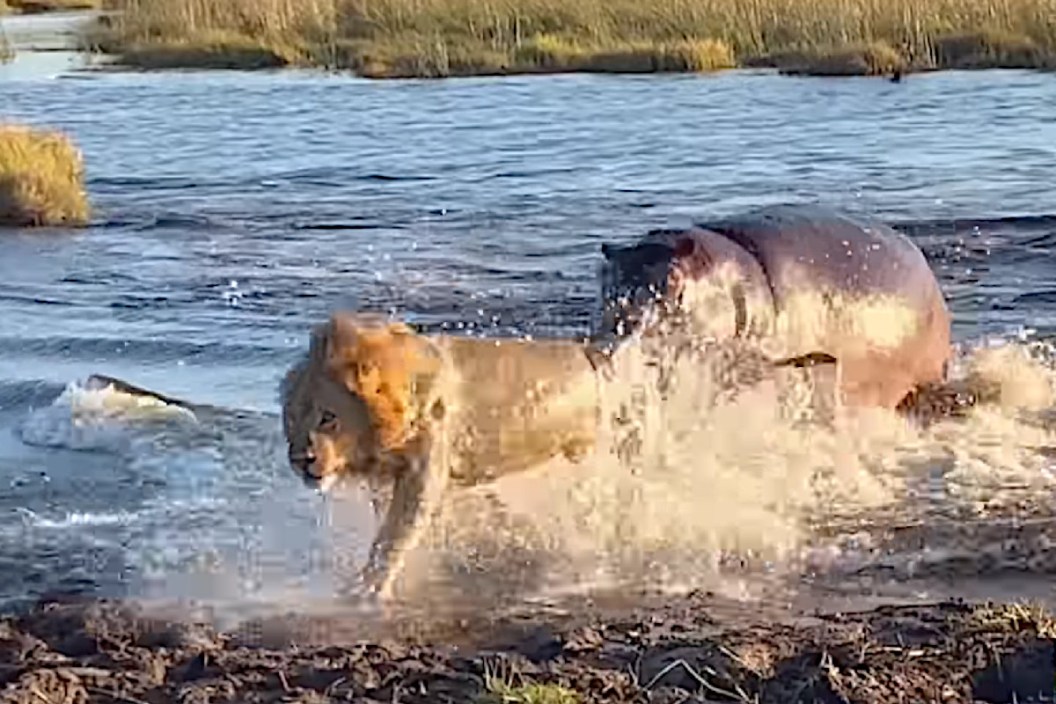 Hippo vs Lions