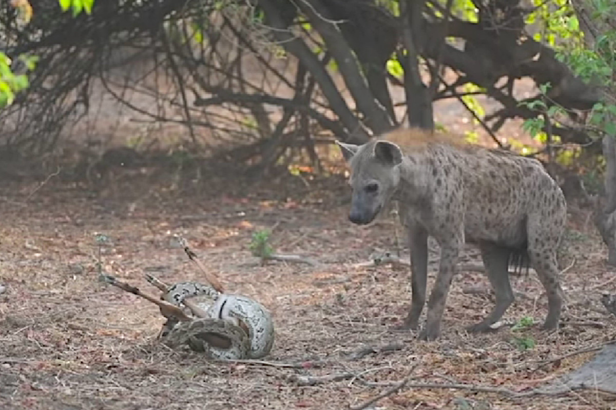 Impala Python Hyena