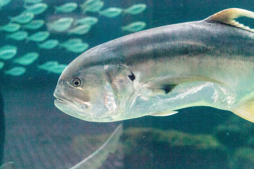 Jack Crevalle