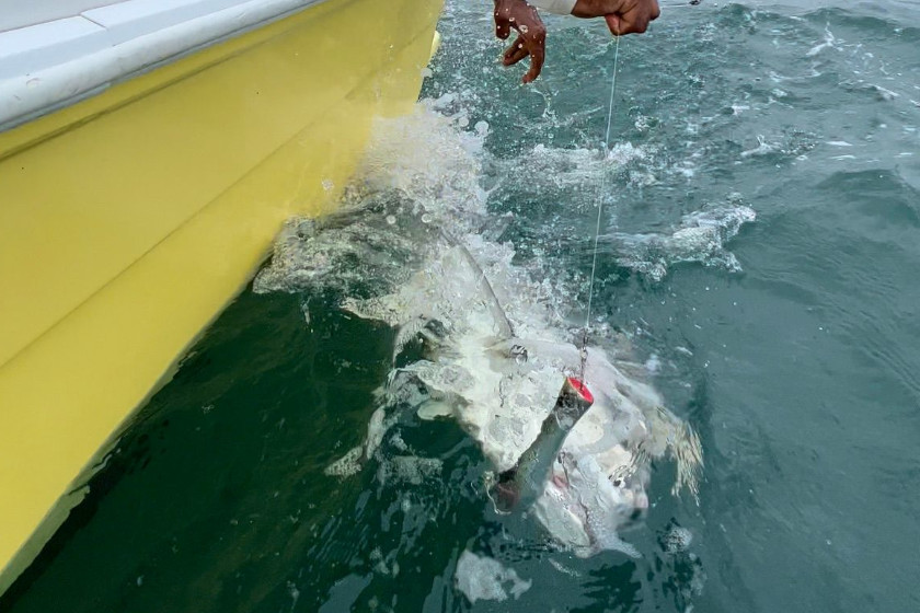 Jack Crevalle