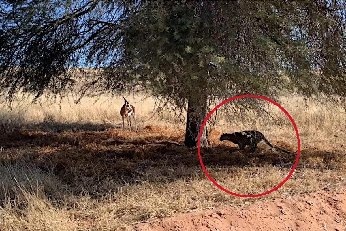 Leopard Hunts Springbok