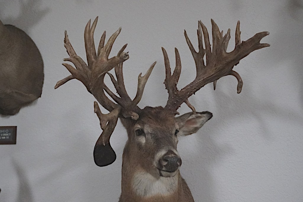 Missouri Monarch Buck The Largest Wild Whitetail That Ever Lived