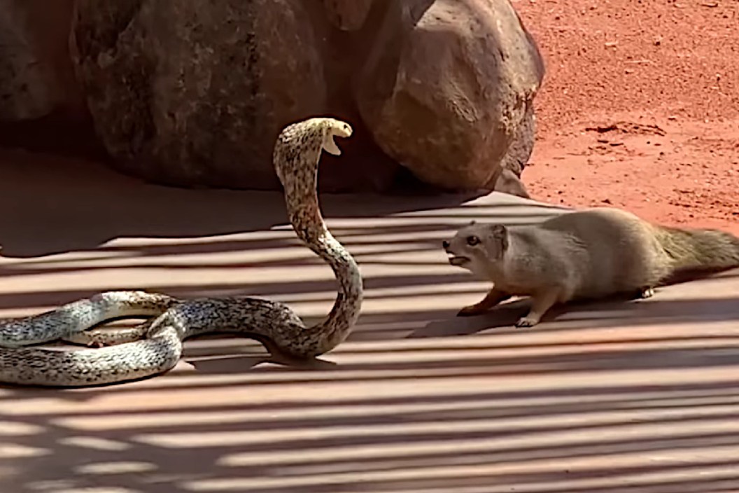 Yellow Mongoose vs Cobra