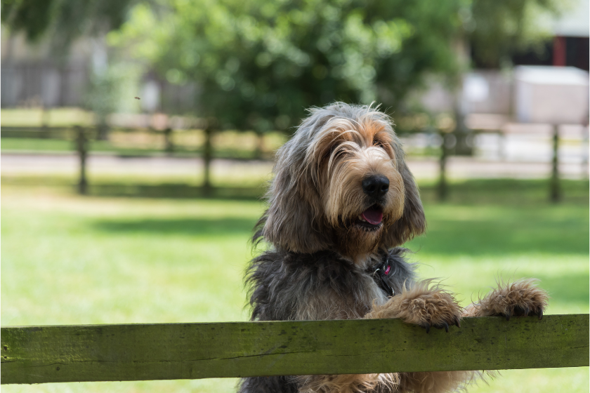 Otterhound has his paws on the fence