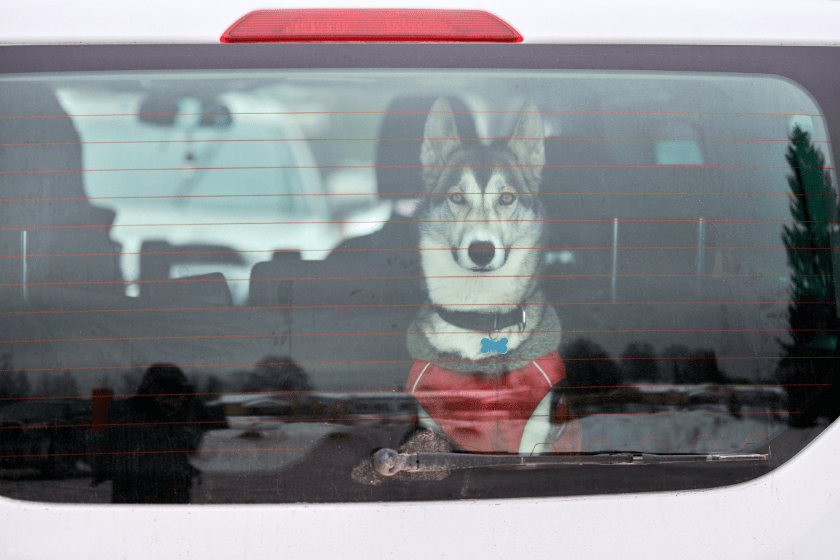 dog loaded into the back of a car 