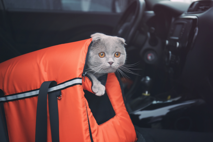 cat sits in carrier in the car