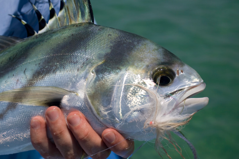 Roosterfish Catching Them and Understanding This Mysterious Species