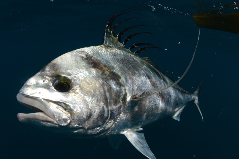 Roosterfish