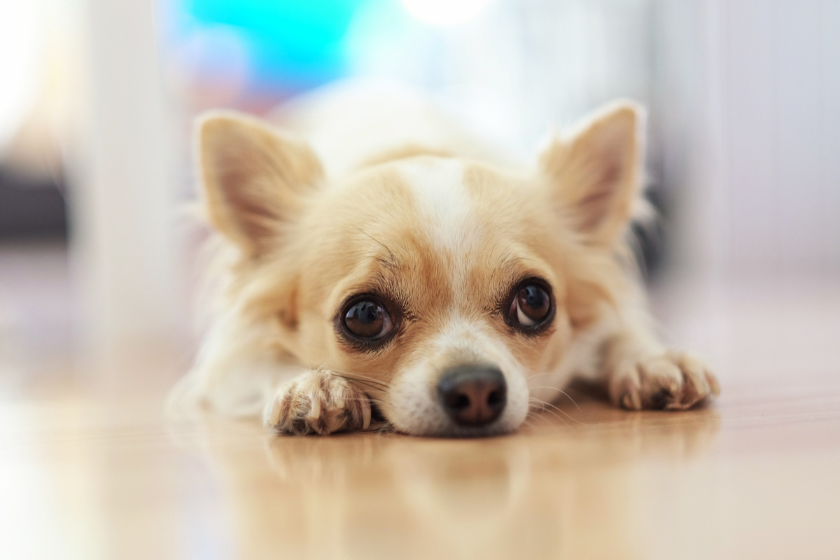 Up close photo of sad Chihuahua
