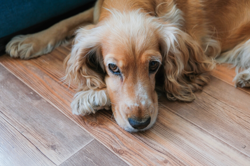 Cocker spaniel laying down