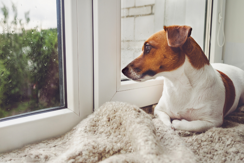 ack Russell terrier looking out window