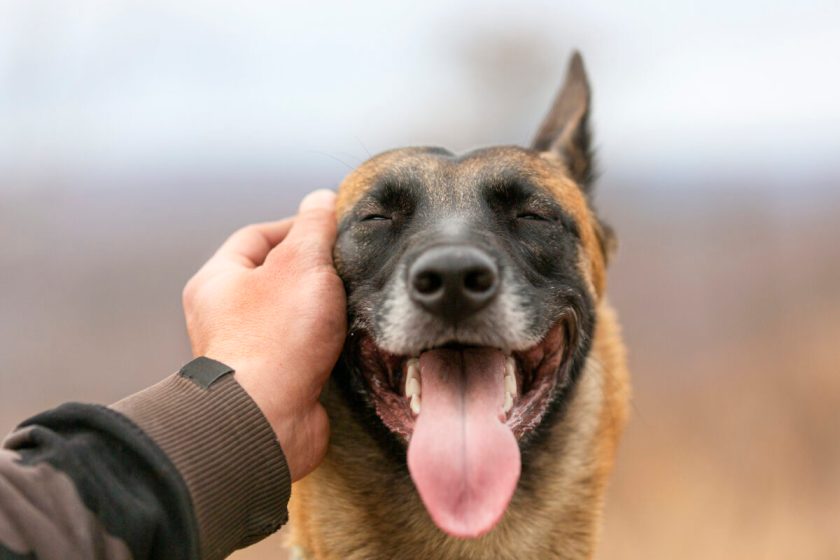 10 Signs Your Dog Loves You - How to Tell Your Dog Loves You