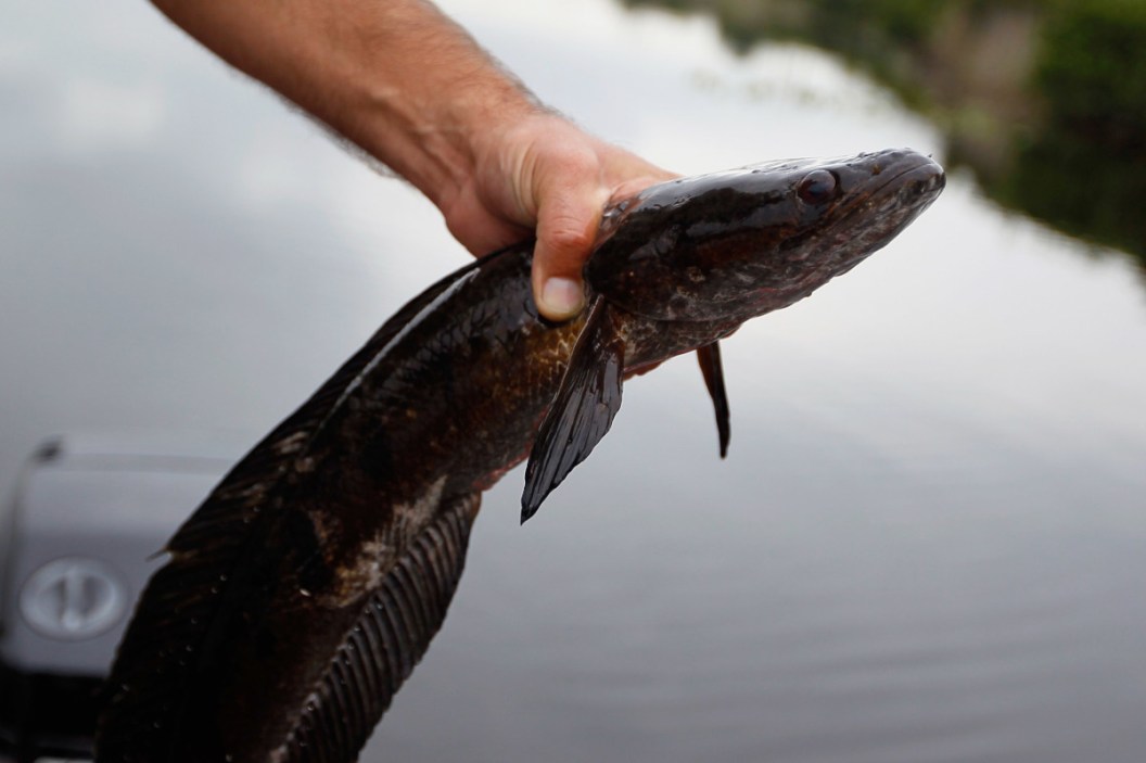 Maryland Has a New Snakehead Record Wide Open Spaces