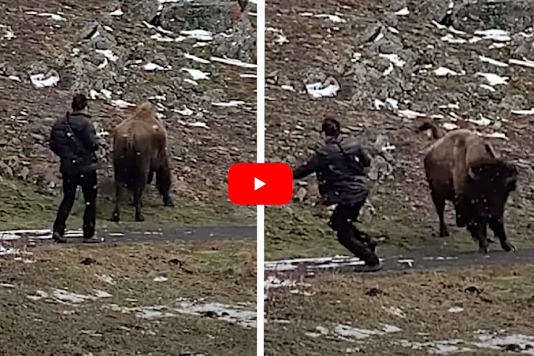Tourist Sneaks Up on Bison