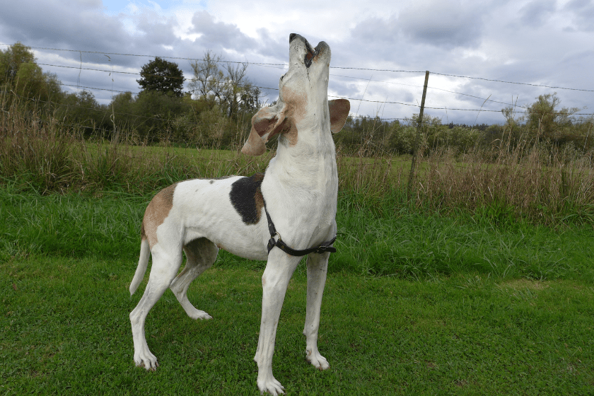 treeing walker coonhound