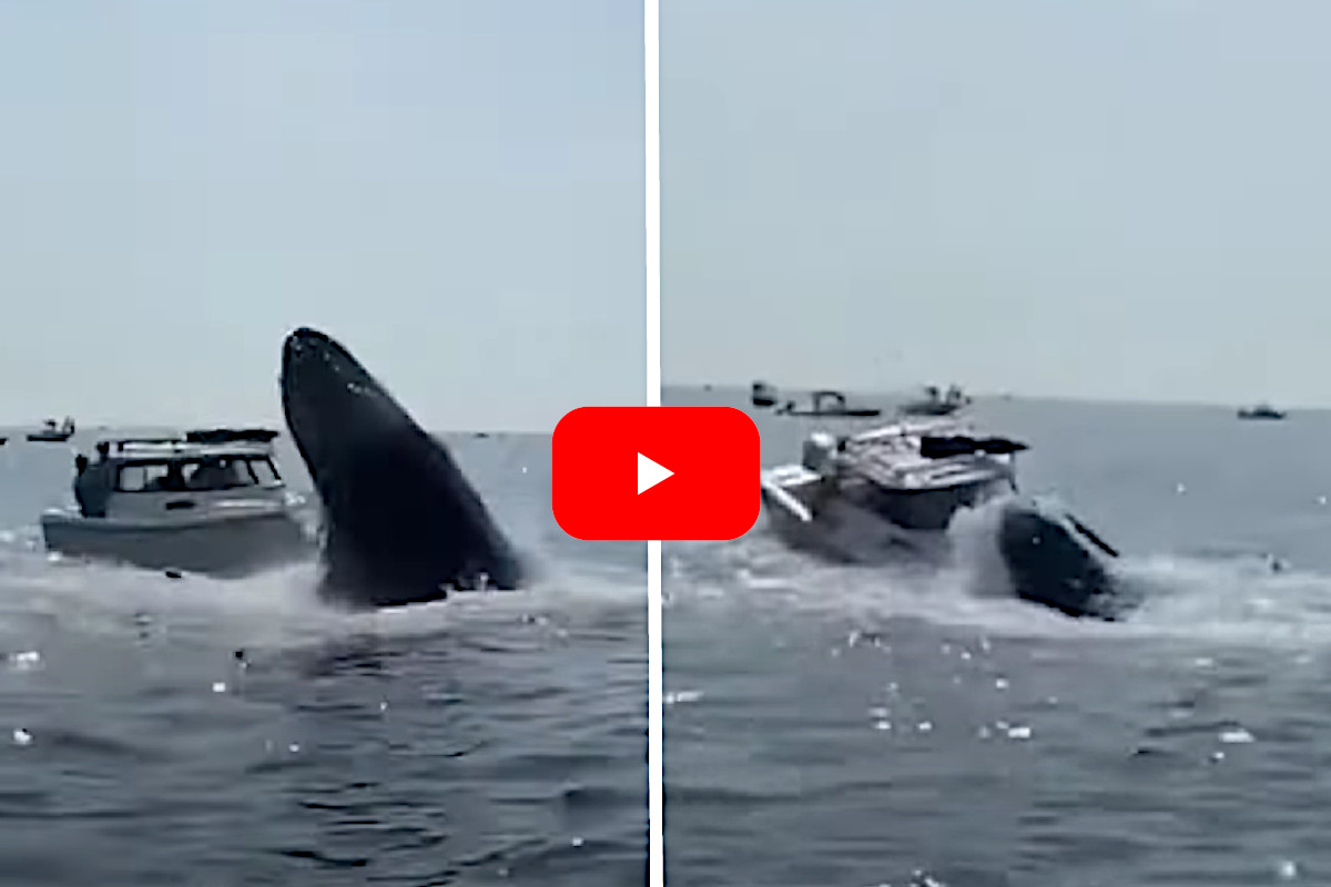 Whale Leaps on Boat