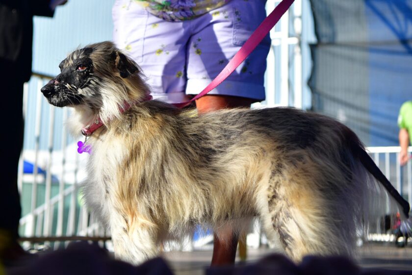 Morita, a Mexican hairless, takes the stage during the World's Ugliest Dog Competition in Petaluma, California on June 24, 2022. - Mr. Happy Face, a 17-year-old Chinese Crested, saved from a hoarder's house, won the competition taking home the $1500 prize. 