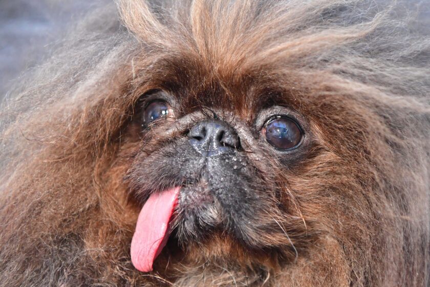 Wild Thang looks on before the start of the World's Ugliest Dog Competition in Petaluma, California on June 24, 2022. - Mr. Happy Face, a 17-year-old Chinese Crested, saved from a hoarder's house, won the competition taking home the $1500 prize.