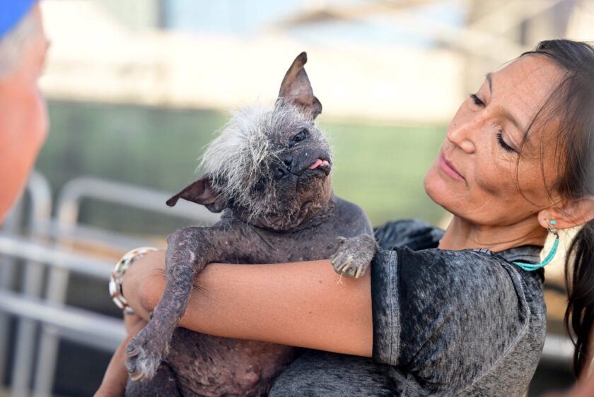 Mr. Happy Face, a 17-year-old Chinese Crested, saved from a hoarder's house, won the competition taking home the $1500 prize.