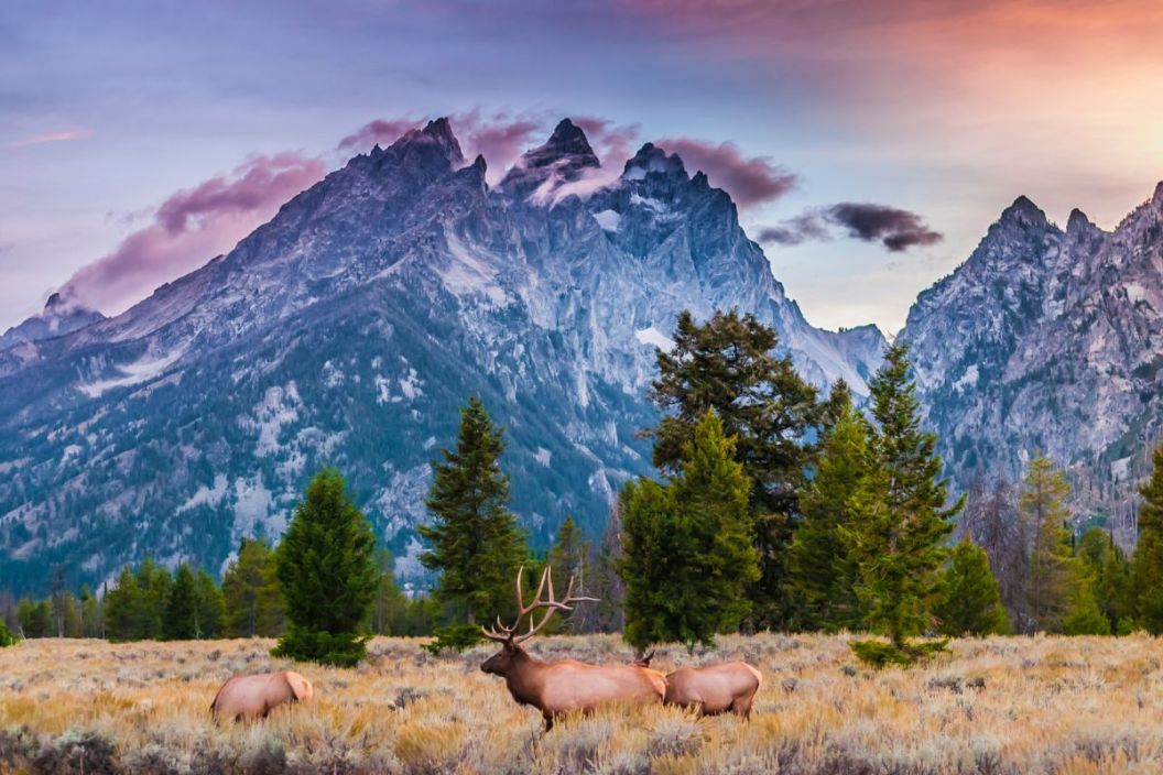 Elk in Grand Teton National Park, Wyoming, is one of the best national parks in the USA.