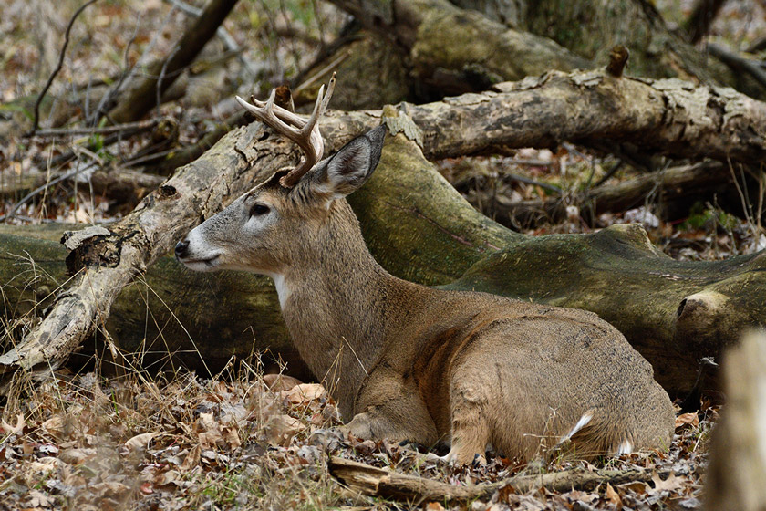 elk eats baby goose