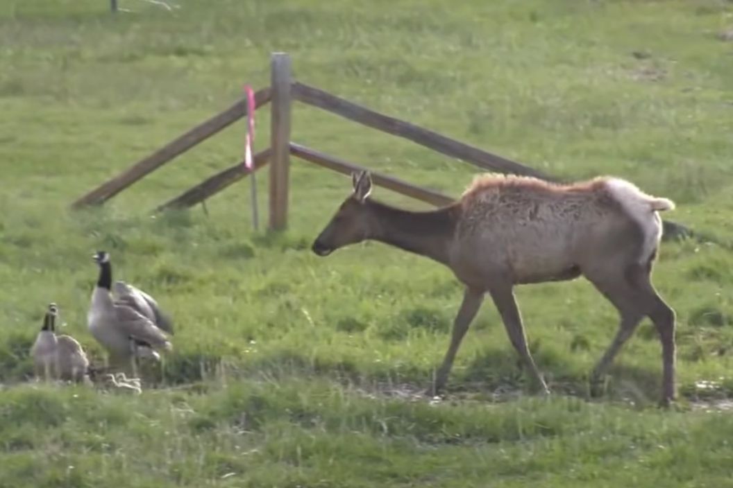 Elk Eats Baby Goose