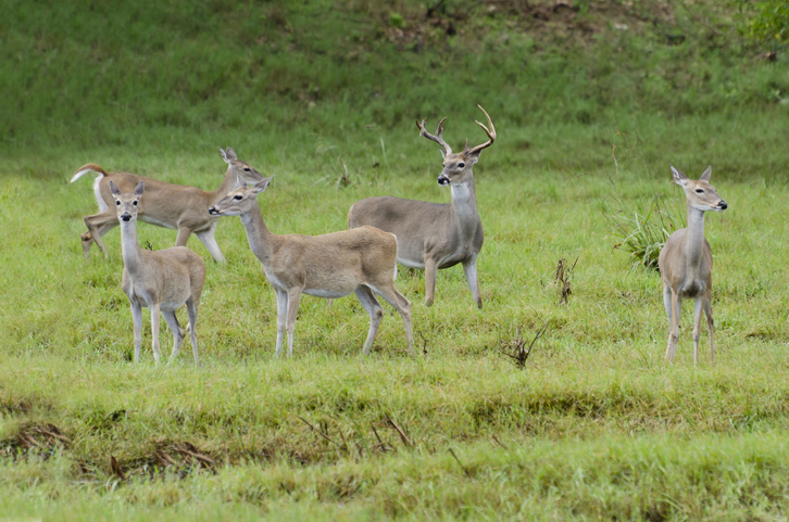 Whitetail deer herd in natural environment