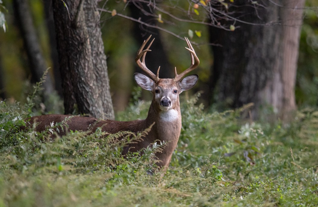 White tailed deer buck in Pennsylvania
