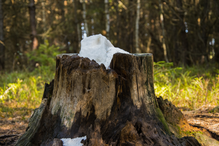 Stone salt for animals. Salt placed in an old stump