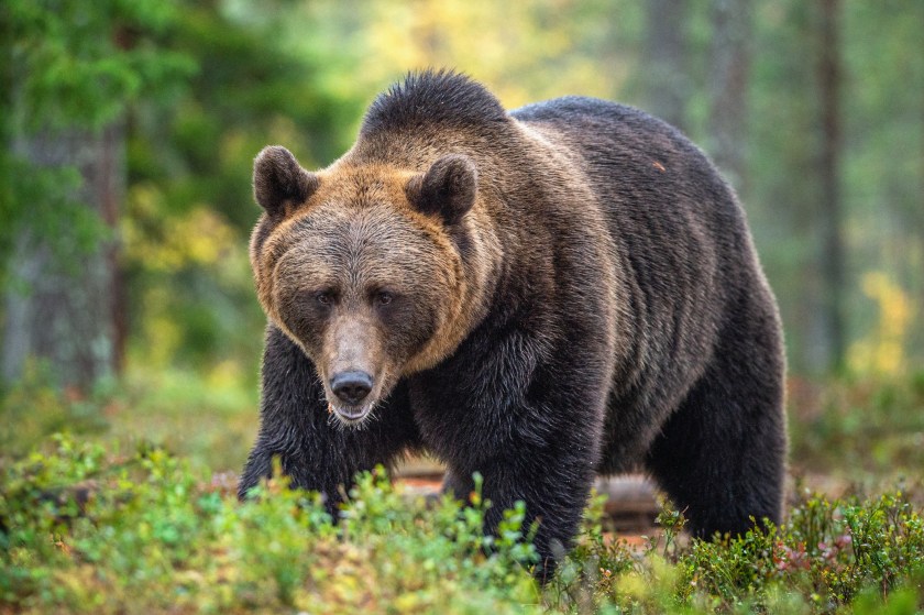 Grizzly bear in the autumn forest