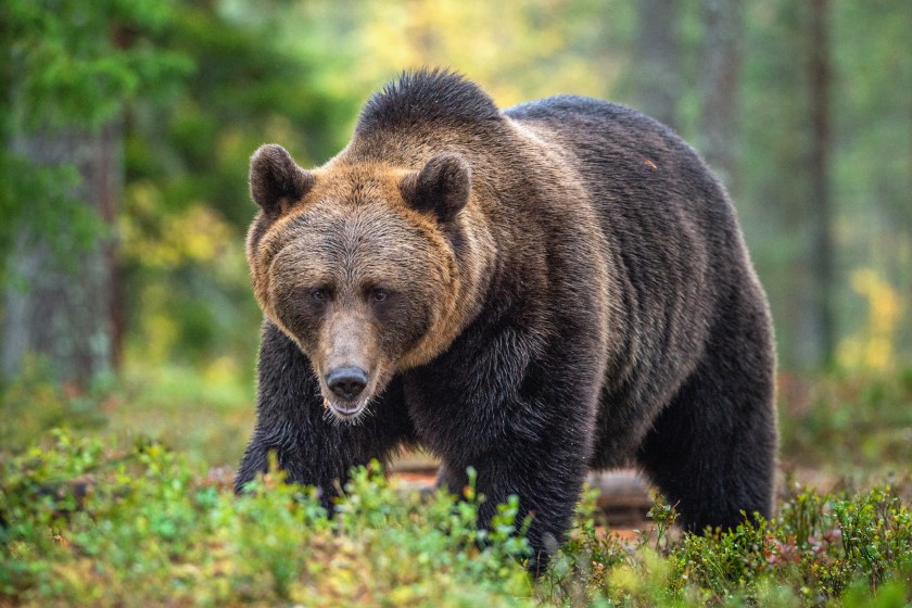 Brown bear in the autumn forest. Scientific name: Ursus arctos. Natural habitat.