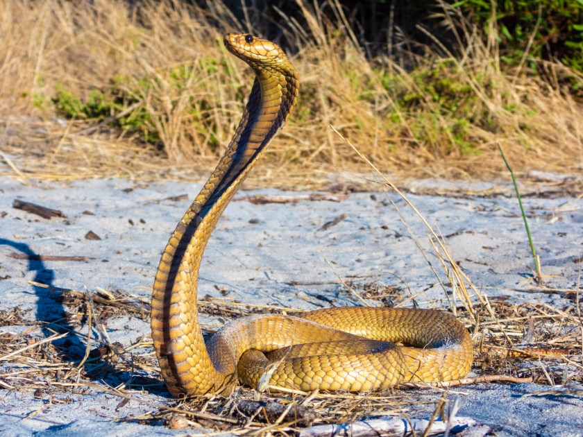 Cape Cobra (Naja nivea), a venomous snake (reptile)