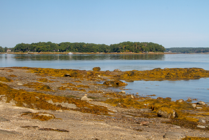 Rocks and seaweed visible during low tide on a calm summer day, Casco Bay, Maine