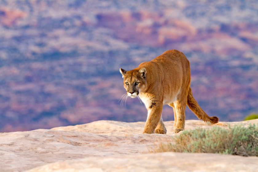 Mountain lion