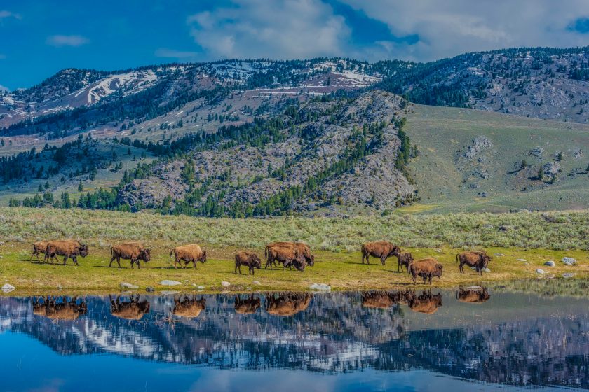 Yellowstone National Park and its large herd of American bison or buffalo, near a lake.