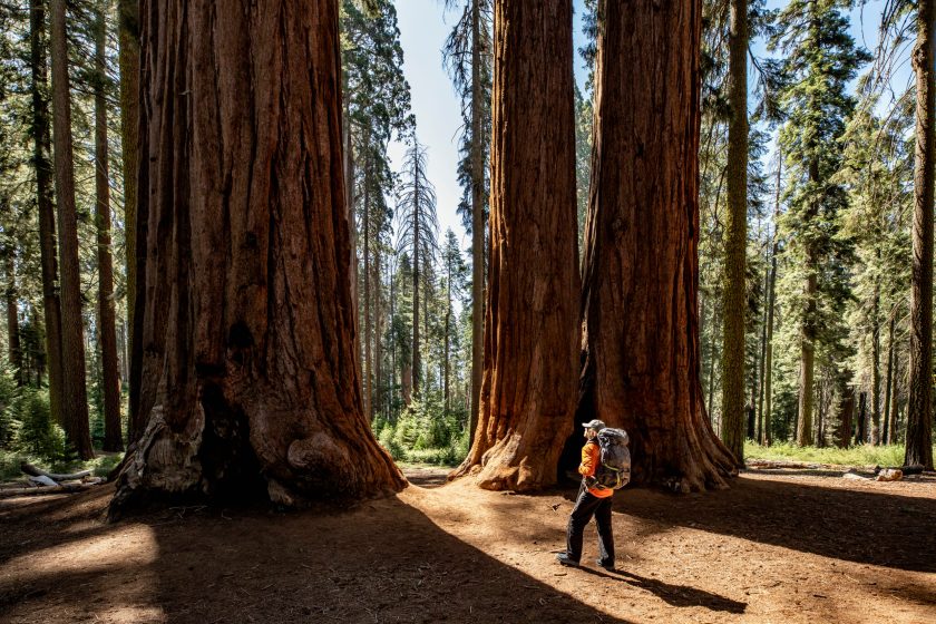 Sequoia National Park and Kings Canyon are close by and two of the best parks in the US to bring kids to.