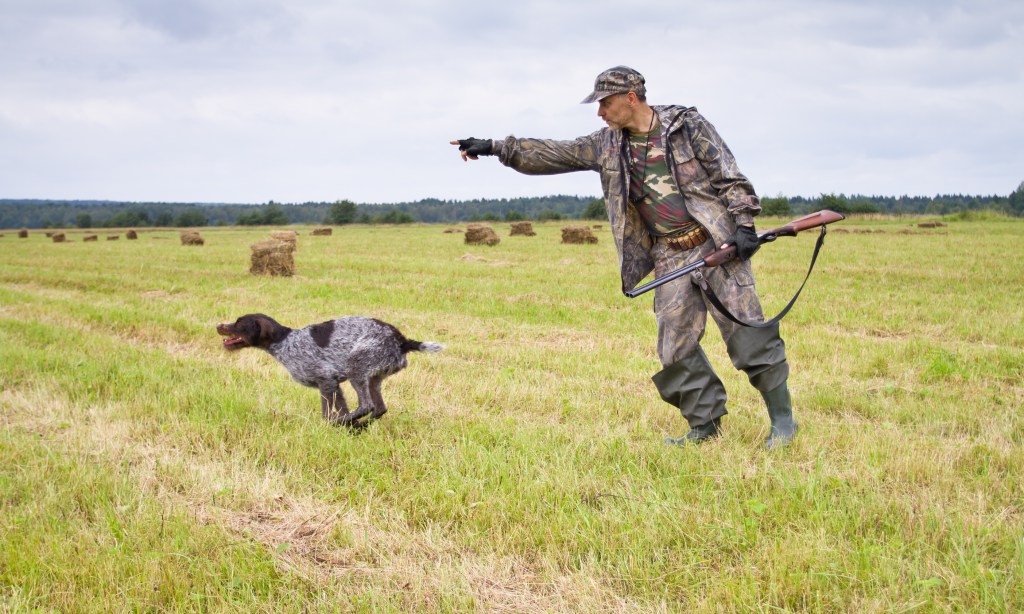 the hunter sends the hunting dog to look for game with a hand gesture in a mown meadow