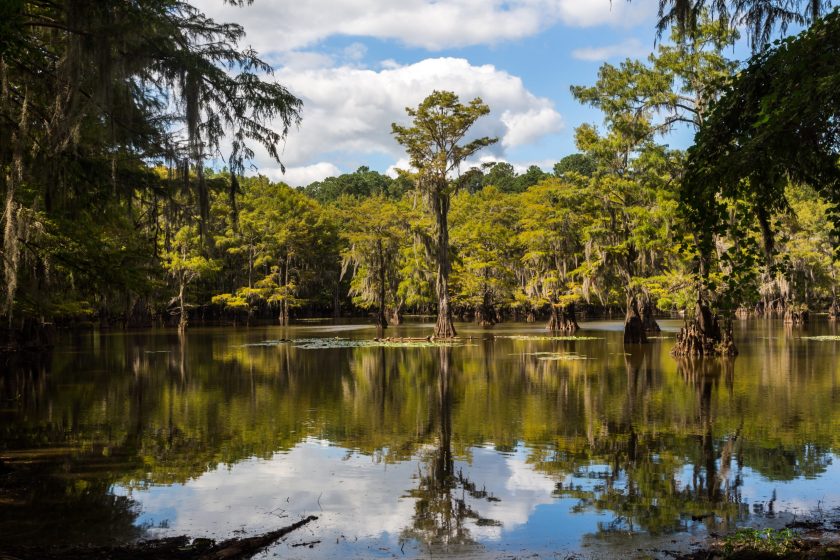 Caddo Lake in Eastern Texas in summer. Calm water reflect cypress trees