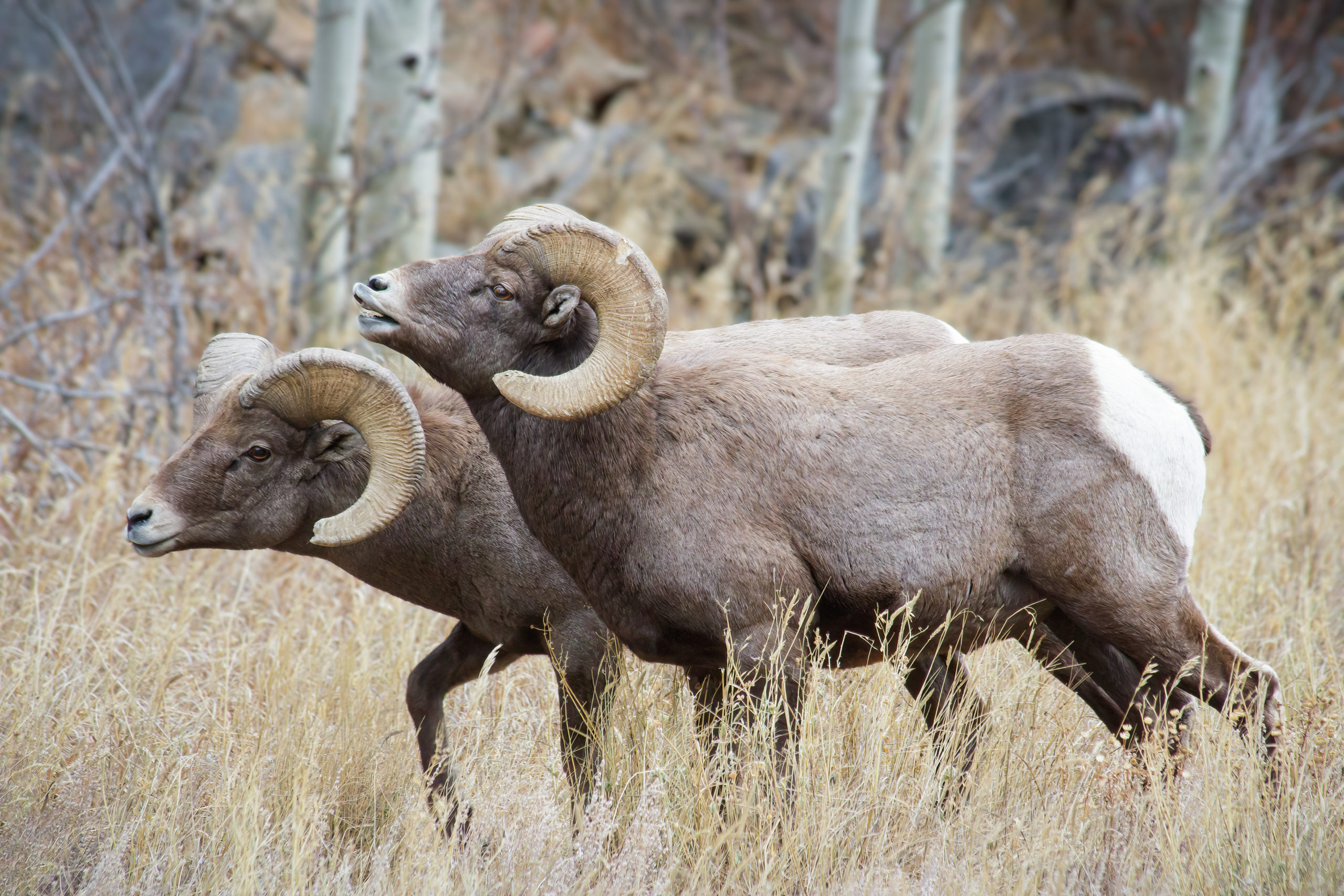 Wild Bighorn Sheep in the Rocky Mountains of Colorado. Mammals of Colorado