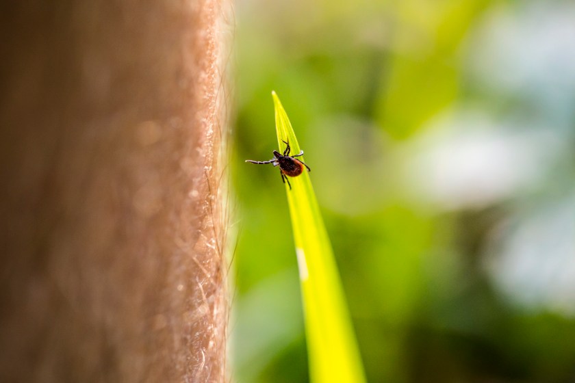 Tick Reaching For Human Leg Passing By in Forest.