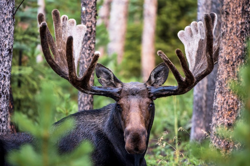 A closeup of the bull moose in the forest.