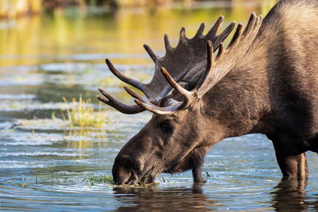 Adult male moose