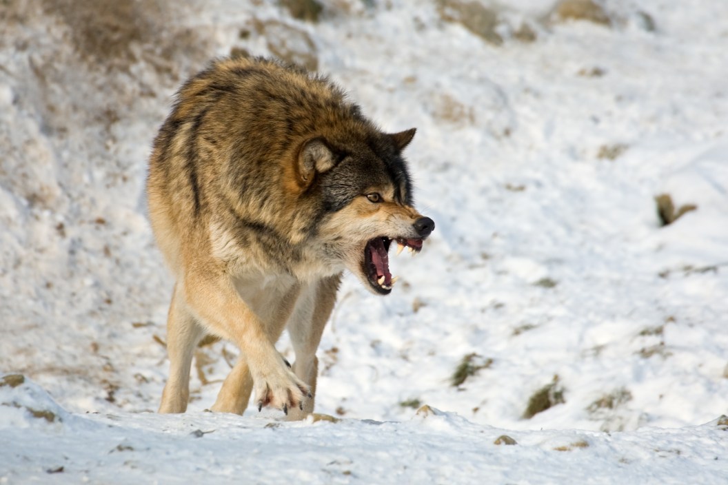 Wolf Aggression